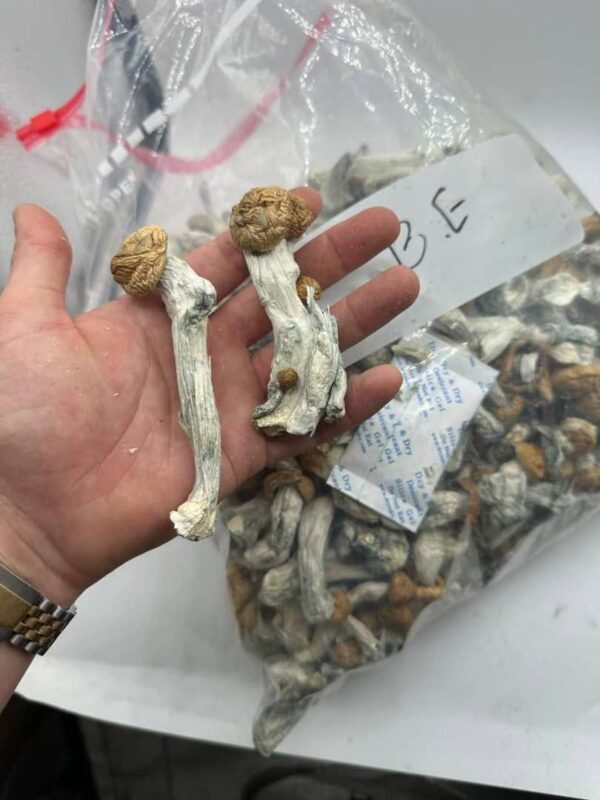 Psychedelic Mushrooms