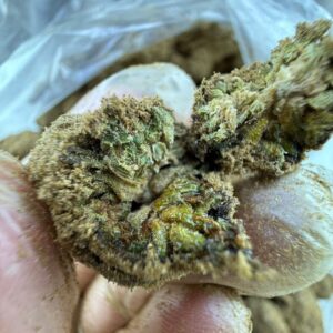 Exotic Weed