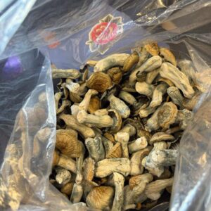 Psychedelic Mushrooms