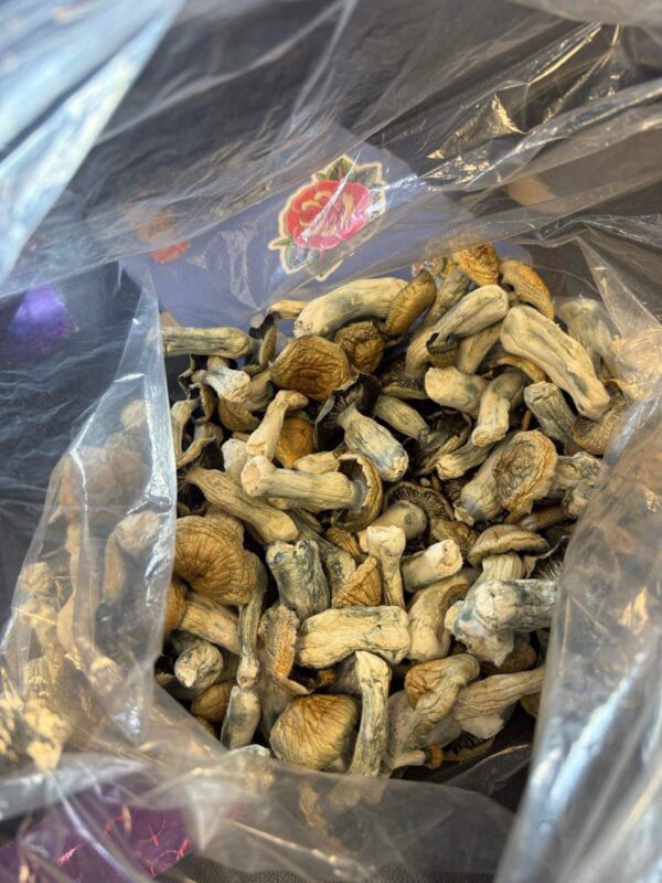 Psychedelic Mushrooms